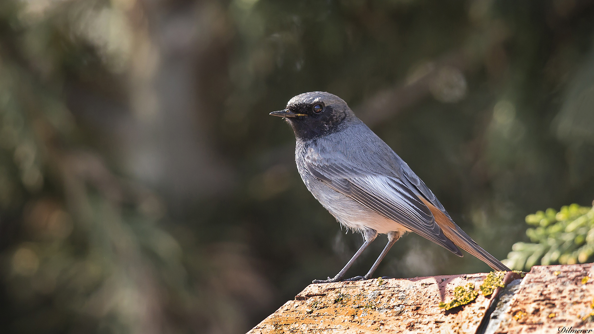 Black Redstart